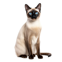 A Siamese Cat, With Its Sleek Cream Coat And Dark Extremities, Stands Alert In Full Body View, Set Against A Transparent Background For Versatility.