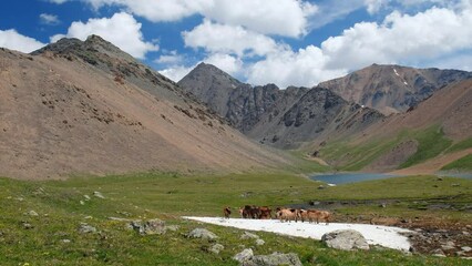 Wall Mural - Video of Mountain Spirits Lake in Altai mountains. Herd of horses hides from horseflies on a snowfield.