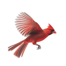 Side View, A Red Northern Cardinal Spreads Its Wings And Flies, Isolated On Transparent Background. 