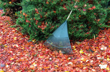 Wall Mural - Colorful maple leaves fallen on a residential sidewalk and driveway, and a rake, ready for fall cleanup
