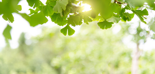 Wall Mural - Background of ginkgo tree leaves