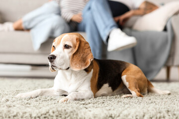 Poster - Cute Beagle dog lying on carpet at home