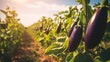 fresh organic eggplant plantations