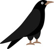 Crow bird illustration