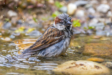 Wall Mural - Haussperling (Passer domesticus) Männchen