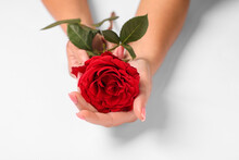 Woman Holding Red Rose On White Background, Closeup