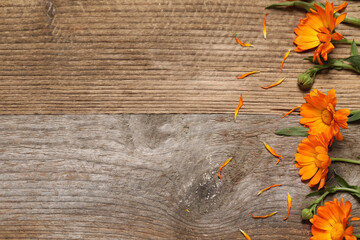  Beautiful fresh calendula flowers on wooden table, flat lay. Space for text