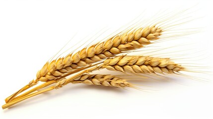 Ear of wheat isolated on empty white background, created with Generative Ai technology.