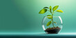 Small tree plant growing in a glass bowl or vase. Small amount of soil in the bowl. Copy space background for text. Concept of indoor garden, environmental day and international soil day