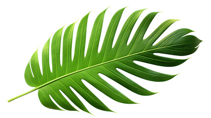 Wall Mural - Tropical green palm leaf cut out