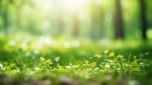 Defocused Green Grass And Trees In Forest Blur Background Wallpaper