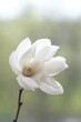 One white magnolia flower on a branch.