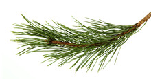 The Image Of A Branch Of The Pine, Isolated, On A White Background