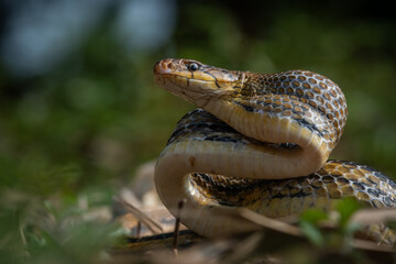 Wall Mural - Aggressive radiated ratsnake coelognathus radiata, posing defensive and opening its mouth, natural bokeh background 