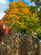 Kolory jesieni na pięknym, ogromnym drzewie