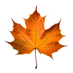isolated maple leaf on white background