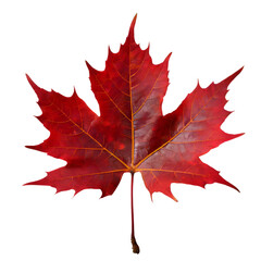 Wall Mural -  Isolated Maple leaf on white background