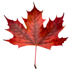 Wall Mural -  Isolated Maple leaf on white background