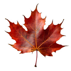 Wall Mural -  Isolated Maple leaf on white background
