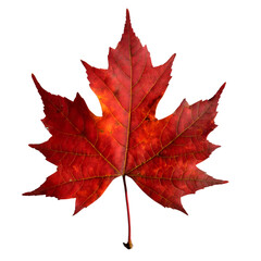 Wall Mural -  Isolated Maple leaf on white background