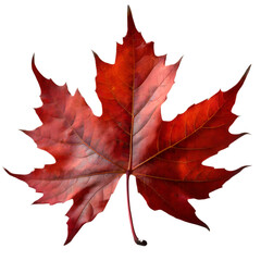 Wall Mural -  Isolated Maple leaf on white background