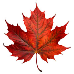 Wall Mural -  Isolated Maple leaf on white background