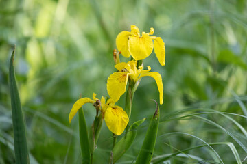 Wall Mural - Blooming yellow irises close up