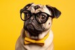 pug dog in glasses on yellow background. Optics salon poster, veterinarian clinic banner