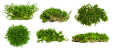 Set. Different Shape Options. There Is A Lot Of Forest Moss On An Empty Background. PNG
