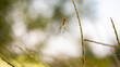 Spider on a branch in the summer forest. Macro photography of insect.