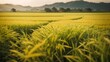 Close up high resolution image of a beautiful rice paddy field in a countryside. Generative AI.