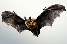 Bat On Black Background