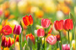 Colorful tulips blooming in a garden