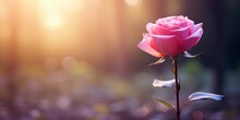 A Single Pink Rose Flower With Blurred Background