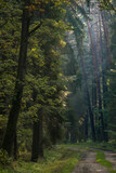 Fototapeta Krajobraz - las pod koniec lata