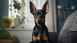 Portrait of a miniature pinscher dog in an apartment, home interior, love and care, maintenance. Long eared