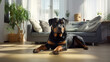 Portrait of a rottweiler dog in an apartment, home interior, love and care, maintenance. upbringing