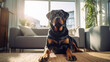 Portrait of a rottweiler dog in an apartment, home interior, love and care, maintenance. sun