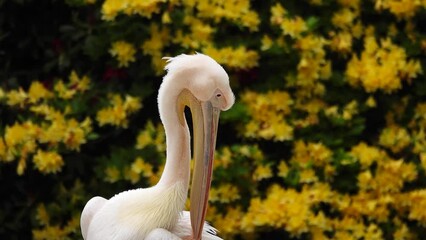 Sticker - portrait of a pelican against a background of yellow flowers