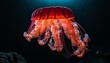 Magnificent and ethereal giant bell jellyfish floating gracefully in the crystal clear blue water