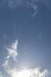 Blauer Himmel mit Pelikan