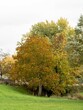 © menudomundo - Imagen fotorrealista de un árbol en un parque durante el otoño.
