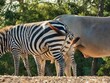 Closeup view of a zebra and common eland butts