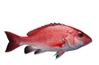 Snapper Fish Isolated