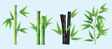 Fototapeta Fototapety do sypialni na Twoją ścianę - Bamboo. Realistic plants different types of bamboo decent vector pictures collection