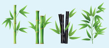 Bamboo. Realistic Plants Different Types Of Bamboo Decent Vector Pictures Collection