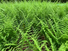 Scenic View Of A Field Full Of Green Ferns Found In The Countryside