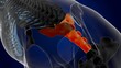 sacral vertebrae bone horse skeleton anatomy for medical concept 3D Illustration