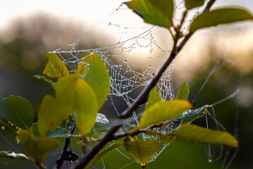 Autumn dew