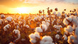 Cotton fields ready for picking. cotton field at sunset.Generative AI